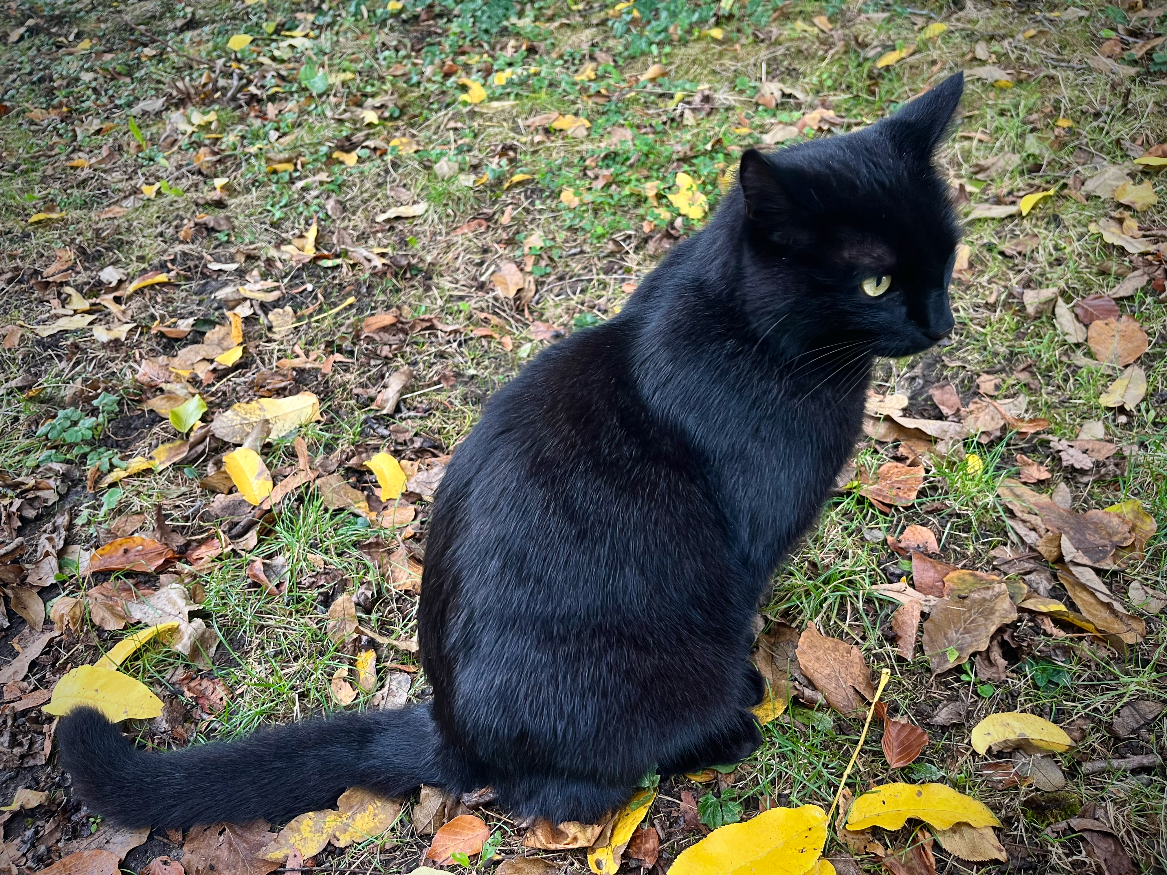 Zonsverduistering ontmoeting met zwarte kat